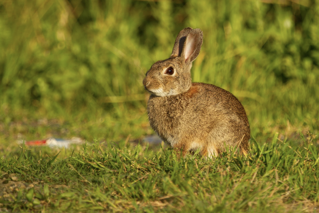 Día Internacional del Conejo: un llamado al cuidado y la protección animal